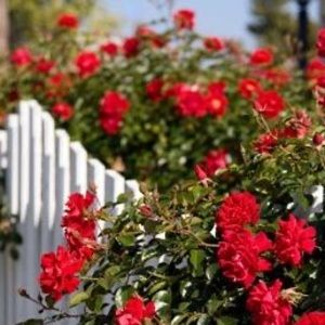 Meet your Posher, Sheila